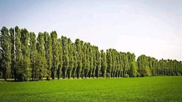 الأشجار المثمرة 