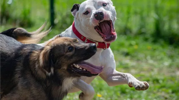 كلاب - صورة أرشيفية