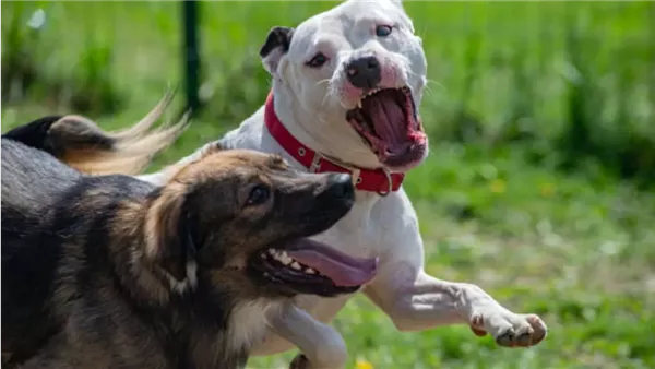 تفسير الحلم كلب أسود