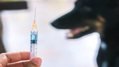 جدول علاج عضة الكلب.. تستهدف الدماغ وظهور الأعراض مؤشر للوفاة