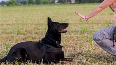 تفسير رؤية ضرب الكلب في المنام.. من الأعداء إلى الانتصارات الشخصية