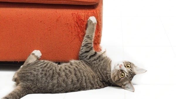  أضرار خربشة القطط