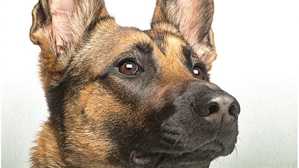  تفسير حلم الكلب