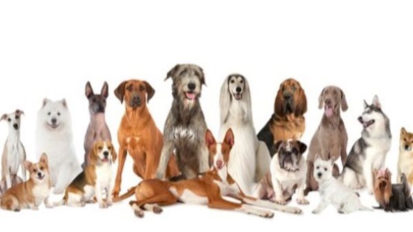 تفسير حلم الكلب في