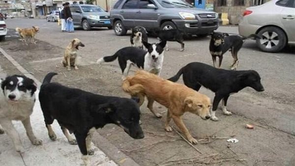 كلاب - تعبيرية