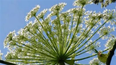 تورم في اللسان.. أمريكية تصاب بأعراض غريبة بعد لمسها نبات الهيملوك السام 