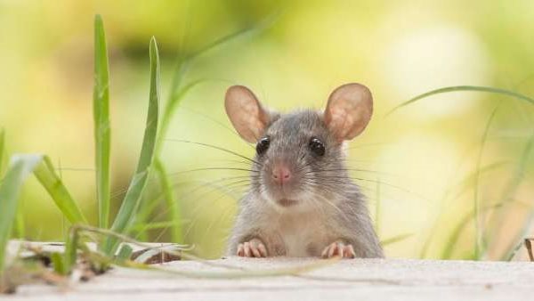 تفسير حلم رؤية الفئران