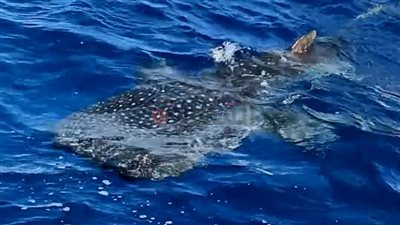 صديق الإنسان عاد من جديد.. ظهور القرش بهلول قبال سواحل مرسى علم