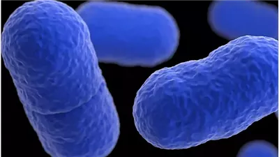 علماء يحذرون من البكتيريا المرآتية وخطورتها على الحياة البشرية.. أبرز معلومات عنها 