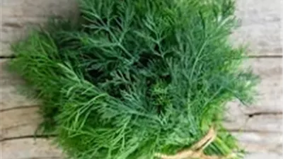 أسباب تجعل الشبت أساسيا في نظامك الغذائي