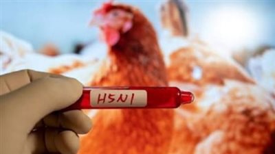 إسبانيا تأمر بإغلاق مزارع الدواجن بسبب خطر إنفلونزا الطيور