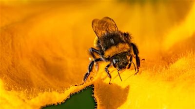 علماء يلجأون لملكات النحل لإطالة عمر الإنسان