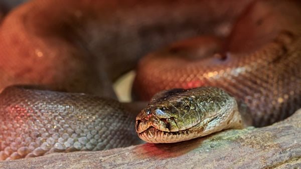 تفسير رؤية الثعابين