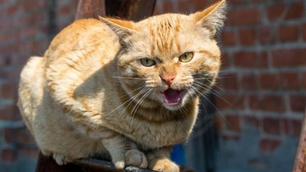 خربشة القطة في المنام