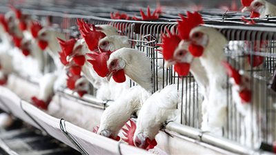 المنصورة للدواجن تبدأ إجراءات تأسيس شركة في الإمارات لإنتاج البيض والفراخ
