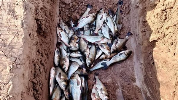 ضبط كميات من الأسماك