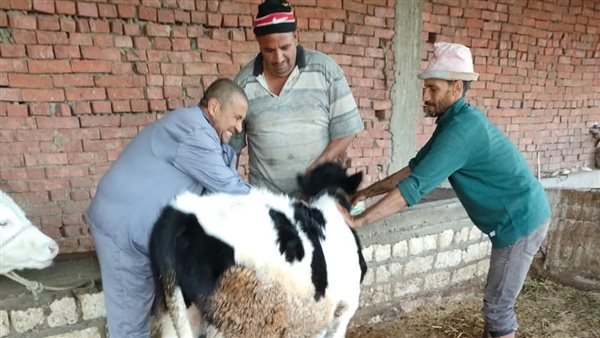 تحصين الماشية ببورسعيد