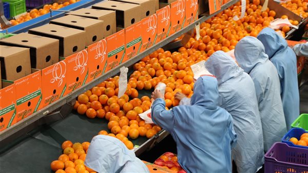 الصادرات - أرشيفية