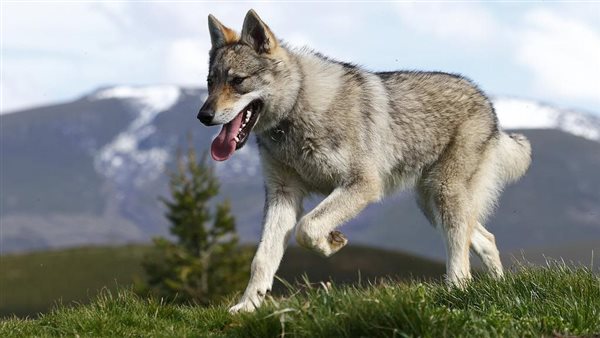 الحيوانات الخطرة