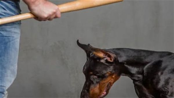 التعدي على كلب -