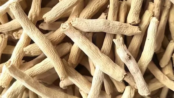 الاشواغاندا 