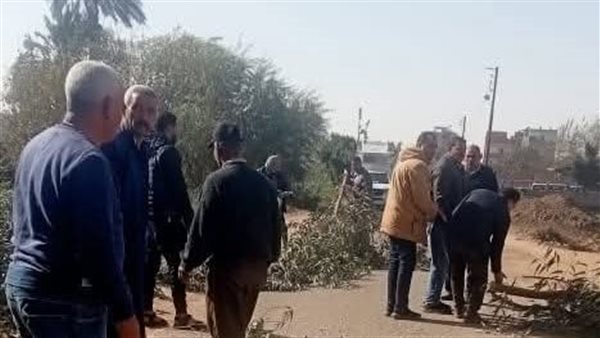 سقوط شجرة على سلوك