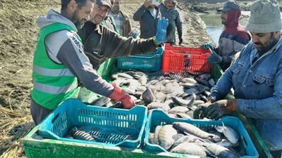 بإنتاجية 15 طنا.. الزملوط: بدء صيد الحوض الثاني من إنتاج المزرعة السمكية بالفرافرة | صور