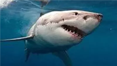 تفاصيل وفاة أجنبي وإصابة آخر في حادث هجوم قرش بمرسى علم.. والبيئة توجه بتشكيل لجنة للمتابعة | بث مباشر