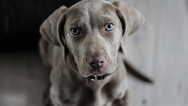 شروط حيازة الكلاب