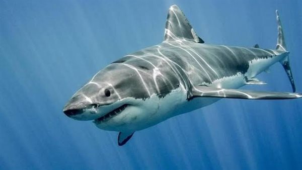 سمكة قرش - صورة أرشيفية