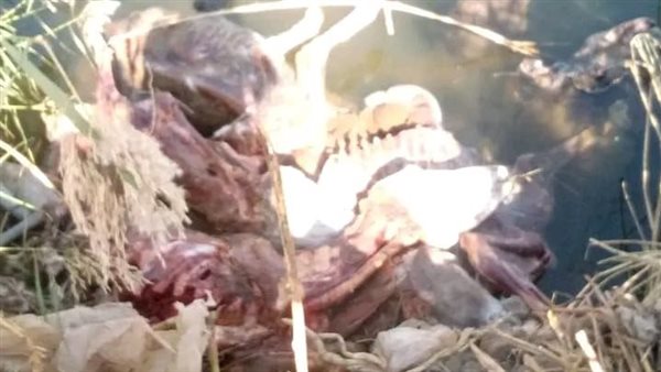 الحمير المسلوخة في