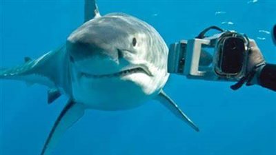 استمرار وقف السباحة والغطس لليوم الثالث.. وانتهاء عمليات المسح البحري بمرسى علم لمعرفة سبب هجوم القرش| بث مباشر