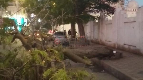 سقوط شجرة على بعض