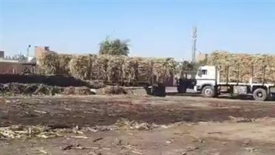 بحضور محافظ المنيا.. مصنع أبو قرقاص يبدأ استقبال توريد محصول قصب السكر للموسم الجديد| بث مباشر 