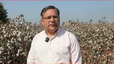 المعاملات الزراعية: إجمالي المساحة المزروعة بالقطن خلال موسم 2024 بلغت 311 ألف فدان 