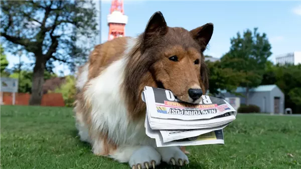 الشاب الياباني توكو