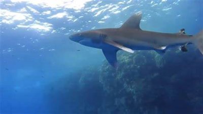 بعد هجوم قرش.. أهم توصيات محميات البحر الأحمر خلال النزول للبحر | بث مباشر