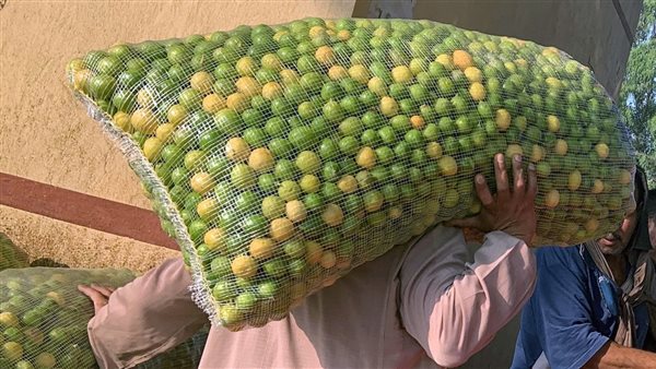 شخص يحمل الليمون