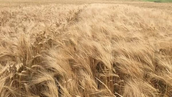 زراعة الشعير 