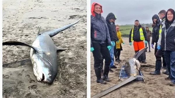  سمكة قرش ثريشر