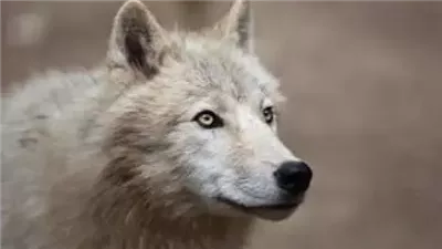 خير أم شر؟| تفسير هجوم الذئب في المنام.. ماذا قال الرسول عن الذئب؟