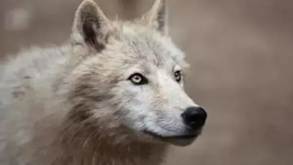  تفسير هجوم الذئب