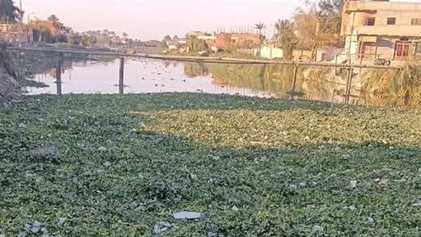 الحشائش بترعة السويس