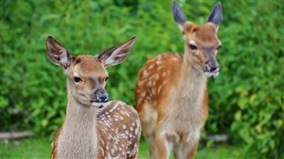 تفسير رؤية الغزال في المنام للعزباء.. تحمل الخير والشر