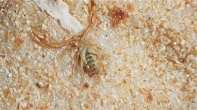 لدغة عقرب.. الأمن يكشف سبب وفاة صغير داخل مزرعة بأسيوط