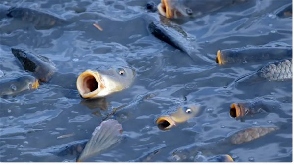 كائنات بحرية - أرشيفية