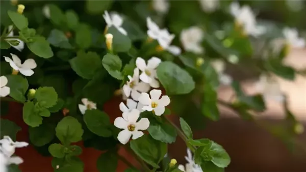  نبات الباكوبا 