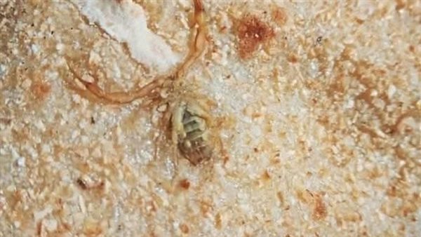 عقرب - أرشيفية 