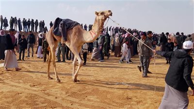 اليوم.. انطلاق سباق الهجن في العريش بحضور محافظ شمال سيناء