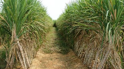 زراعة النواب: عقدنا اجتماعات عدة لتعديل سعر طن قصب السكر